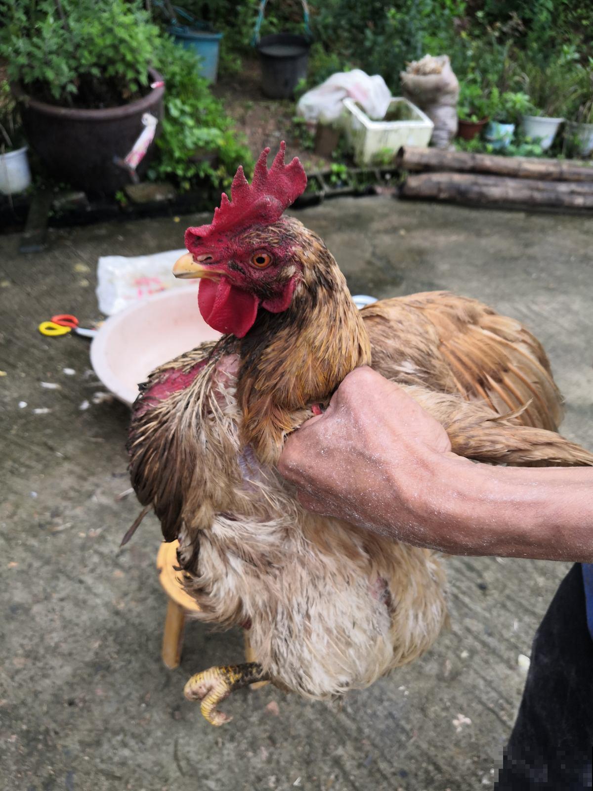 换盆加“肥料”,土壤肥的流油,还不用花钱 换盆加“肥料”,土壤肥的流油,还不用花钱