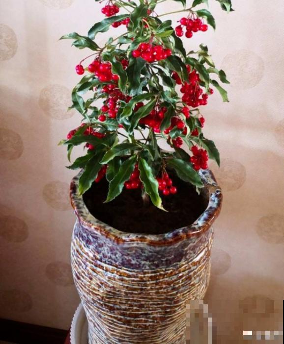 年底养盆喜庆花,有招财旺运好兆头,红红火火好运来 年底养盆喜庆花,有招财旺运好兆头,红红火火好运来