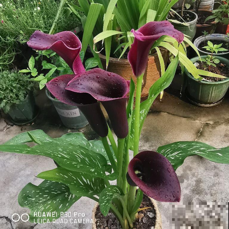 4种花太美丽，亲戚来拜年还以为是假花，忍不住上手摸