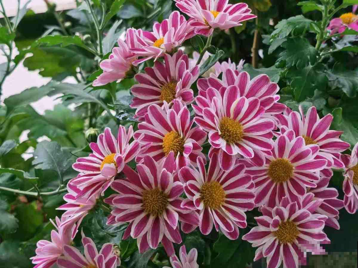 你出生在几月,你的“守护花神”就是对应花,赶紧来看看 你出生在几月,你的“守护花神”就是对应花,赶紧来看看