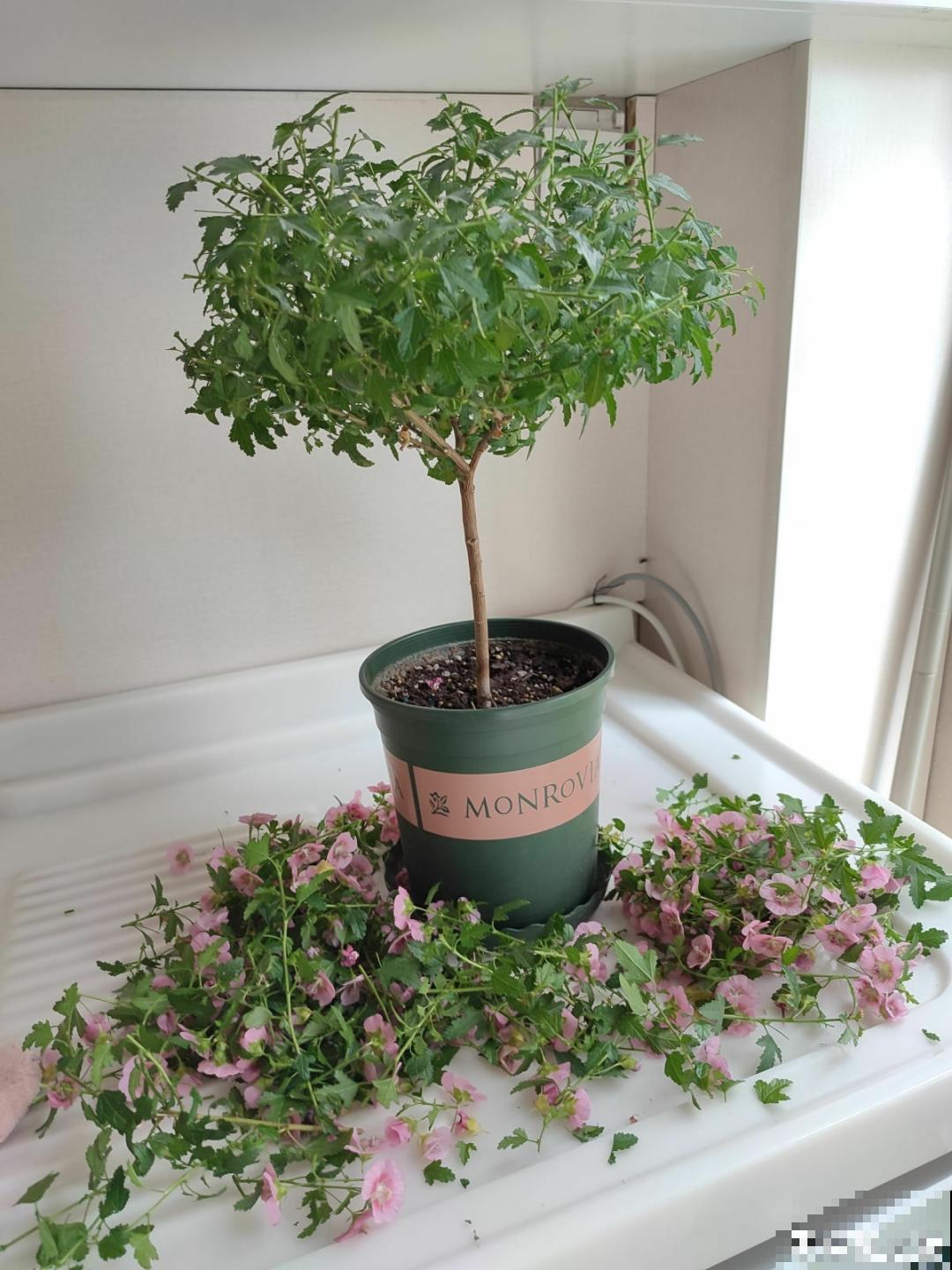 花量大的小木槿,一次性开花上千朵,开成粉色小花树! 花量大的小木槿,一次性开花上千朵,开成粉色小花树!