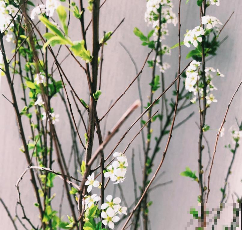 一把干枝插水里,一周开出满枝条“雪花”,颜值超高仙气飘飘 一把干枝插水里,一周开出满枝条“雪花”,颜值超高仙气飘飘