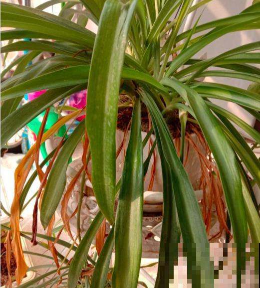 天干物燥,冬天室内多喷水,不然花干成柴火 天干物燥,冬天室内多喷水,不然花干成柴火