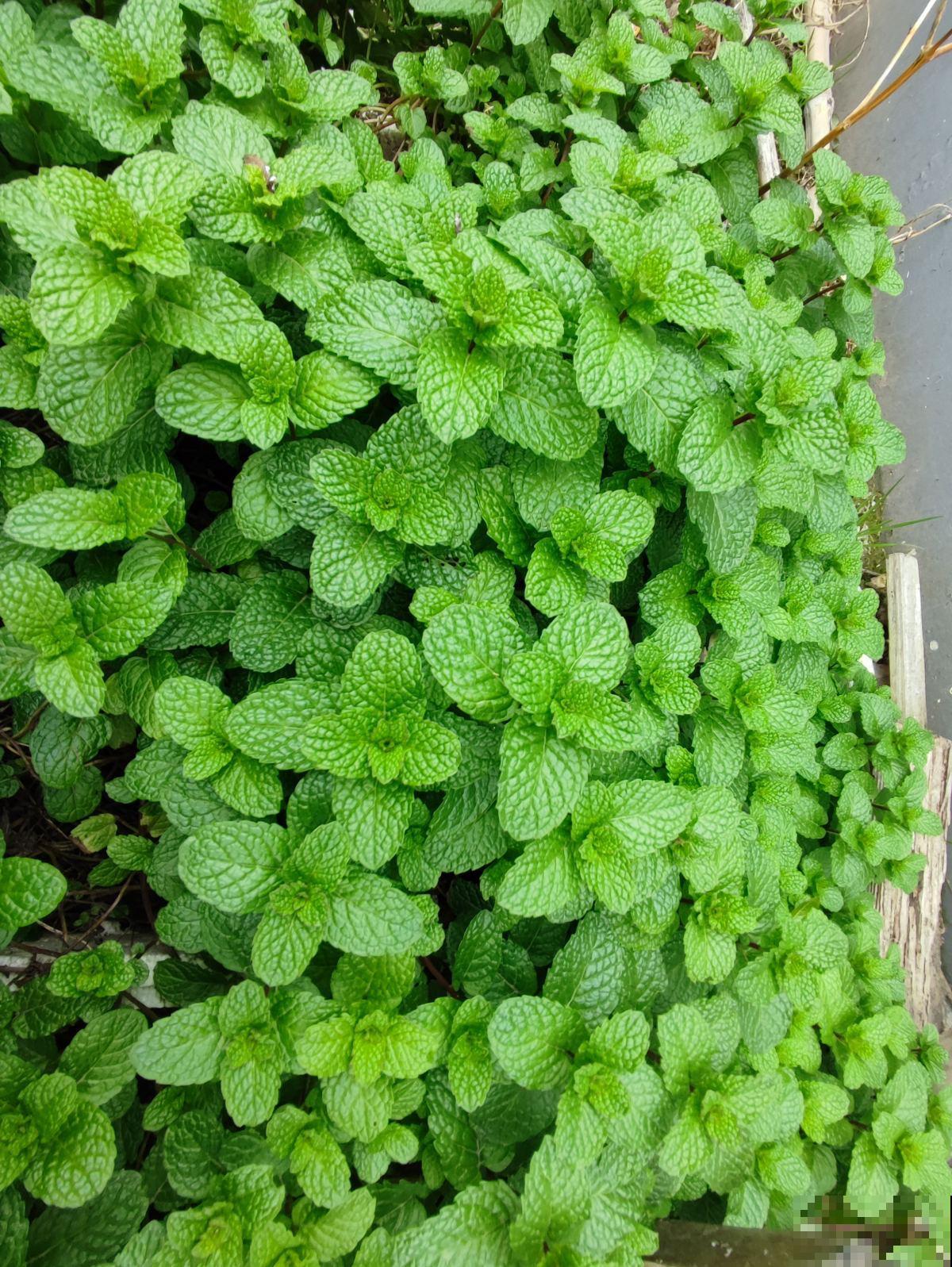 常见的10种植物，也是中药，家里养一盆，养人养身心