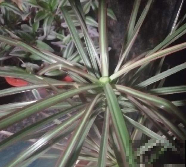 家里养殖七彩铁，不要随时摆放，这3个位置比较合适