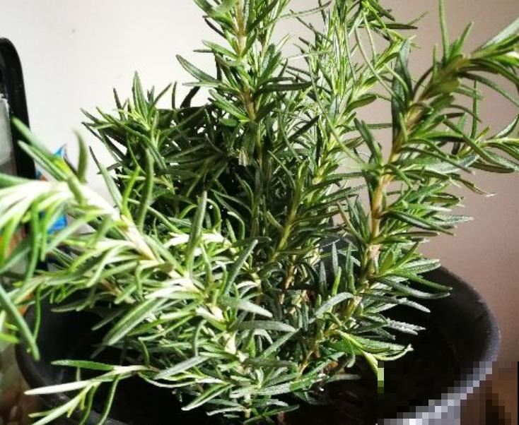 1种花扦插特简单，掐个枝插水里不用管，1个月就生根