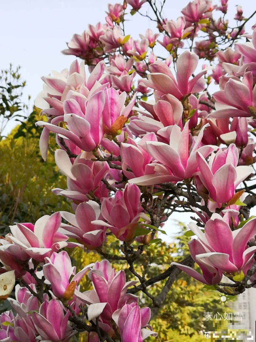 立春了，10种花最先上肥料，今年呼呼开到爆