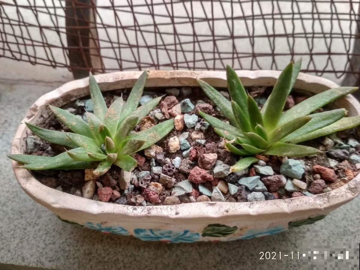 农村野草长在屋顶，俗称“太岁草”，遇见了会有好运