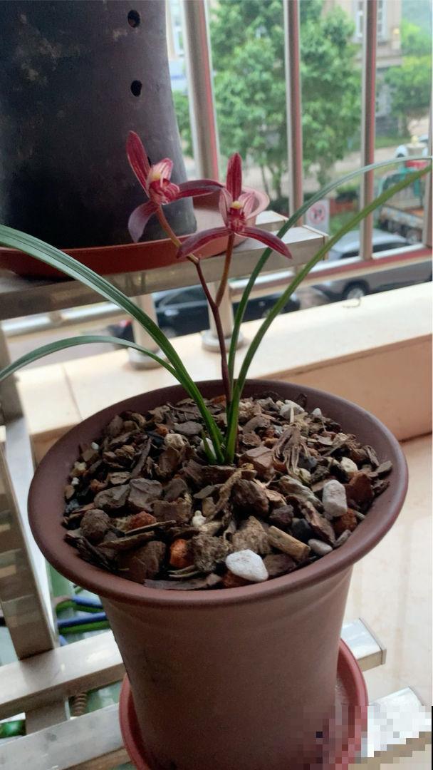 养兰花容易被人忽悠,3个养兰误区,千万别踩坑 养兰花容易被人忽悠,3个养兰误区,千万别踩坑