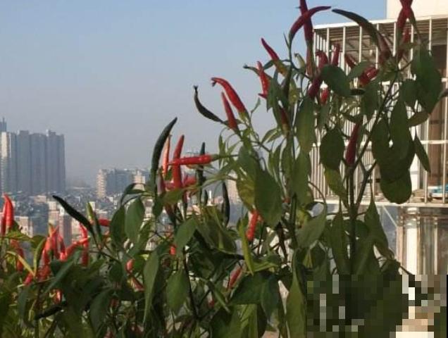 家里长得很好的辣椒死亡，和这3点有关，及时处理还有的救