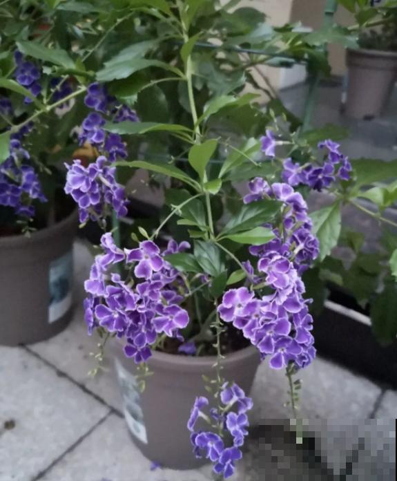 蕾丝金露花，耐热耐晒耐修剪，剪几下，变成“爆盆花”！