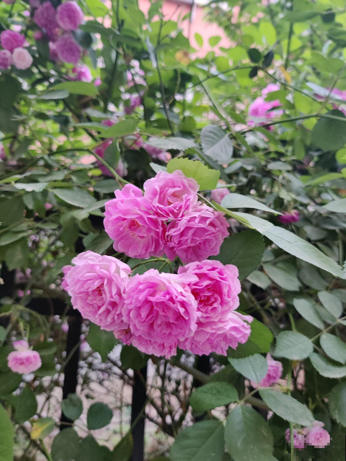万花齐开的春天，路边就有好多花，不信你都认识