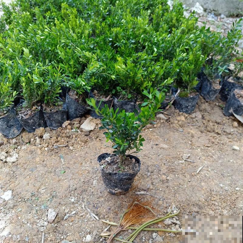 黄杨盆景枯死，记住这5步，补救还有希望