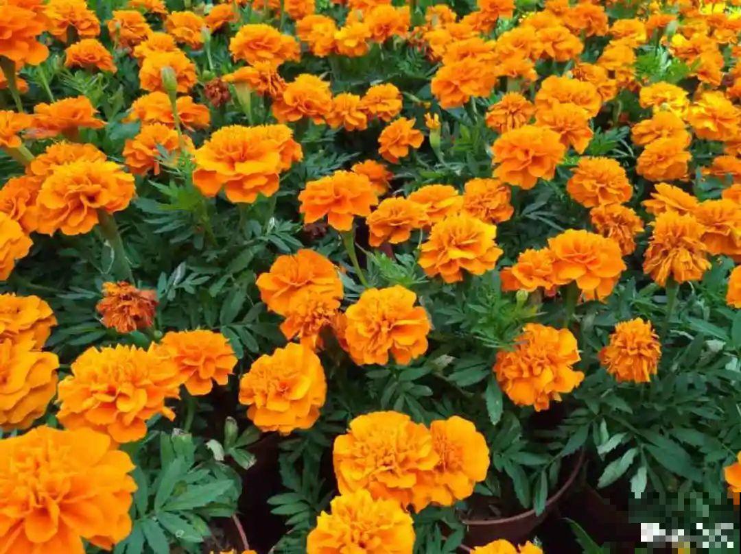 50种花春天播种,长满小院子,能开一整年 50种花春天播种,长满小院子,能开一整年