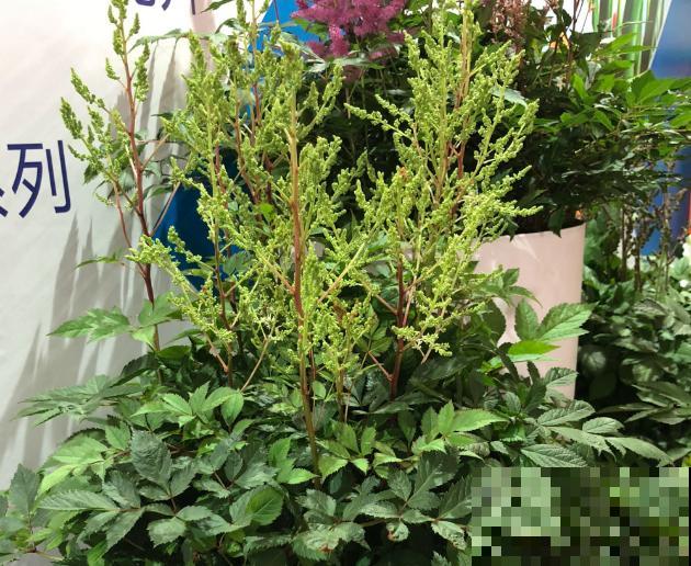 落新妇地栽要想过冬,知道这4步,轻松熬过冬 落新妇地栽要想过冬,知道这4步,轻松熬过冬