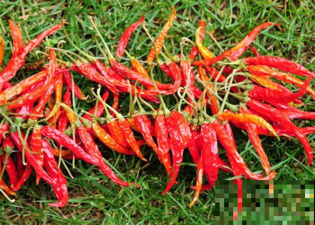 盆栽辣椒要想长得好，学会这4步，长满红辣椒