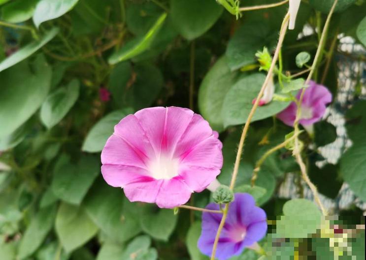 喜欢过“夜生活”的花,白天睡觉晚上开花,你养过几种 喜欢过“夜生活”的花,白天睡觉晚上开花,你养过几种