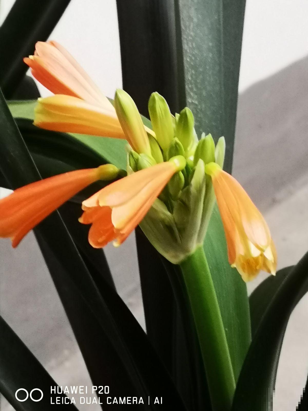 立春之后4种花要换盆，很多人都不懂，难怪烂根长不好