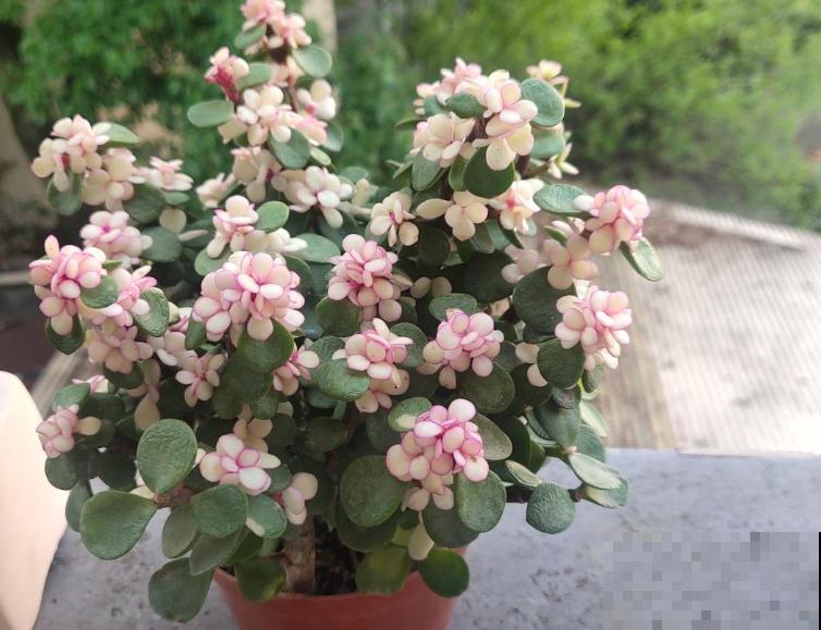 金枝玉叶注意5要点，叶子妥妥变粉色，颜值翻一倍