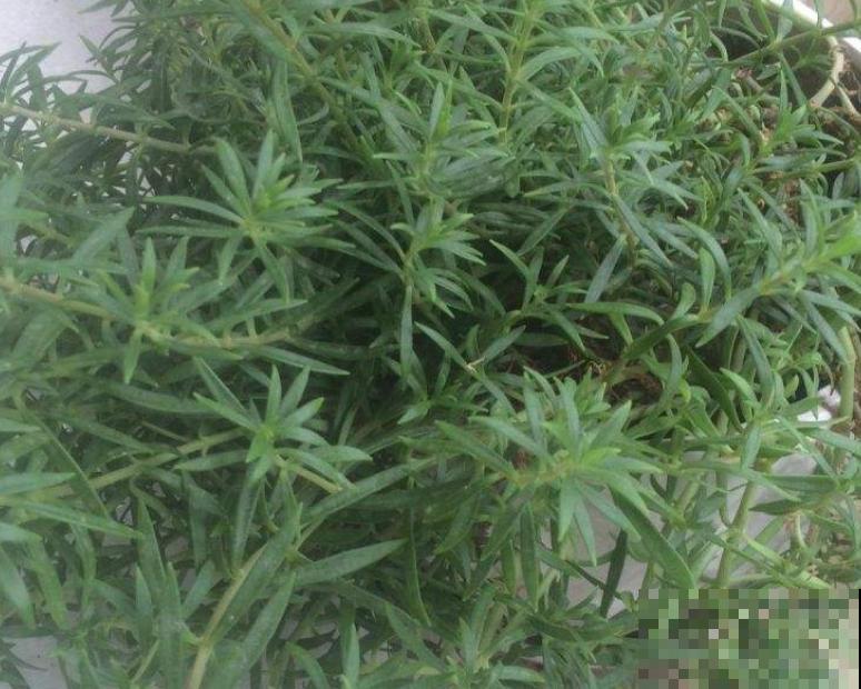 1种花扦插特简单，掐个枝插水里不用管，1个月就生根