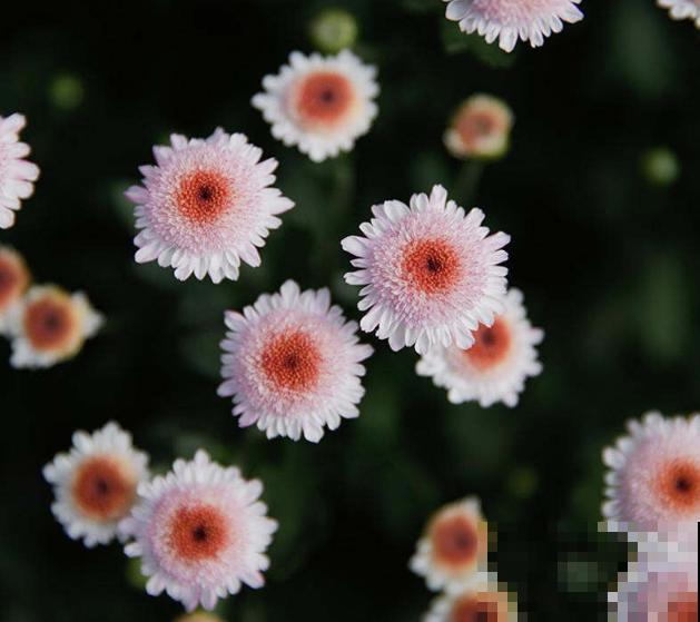 网红植物“珠玉之卵”,注意这4点,轻松养殖 网红植物“珠玉之卵”,注意这4点,轻松养殖