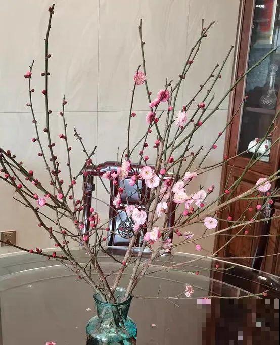 1种花剪几根枝,插水里3天就开花,迎春报喜,花香四溢 1种花剪几根枝,插水里3天就开花,迎春报喜,花香四溢