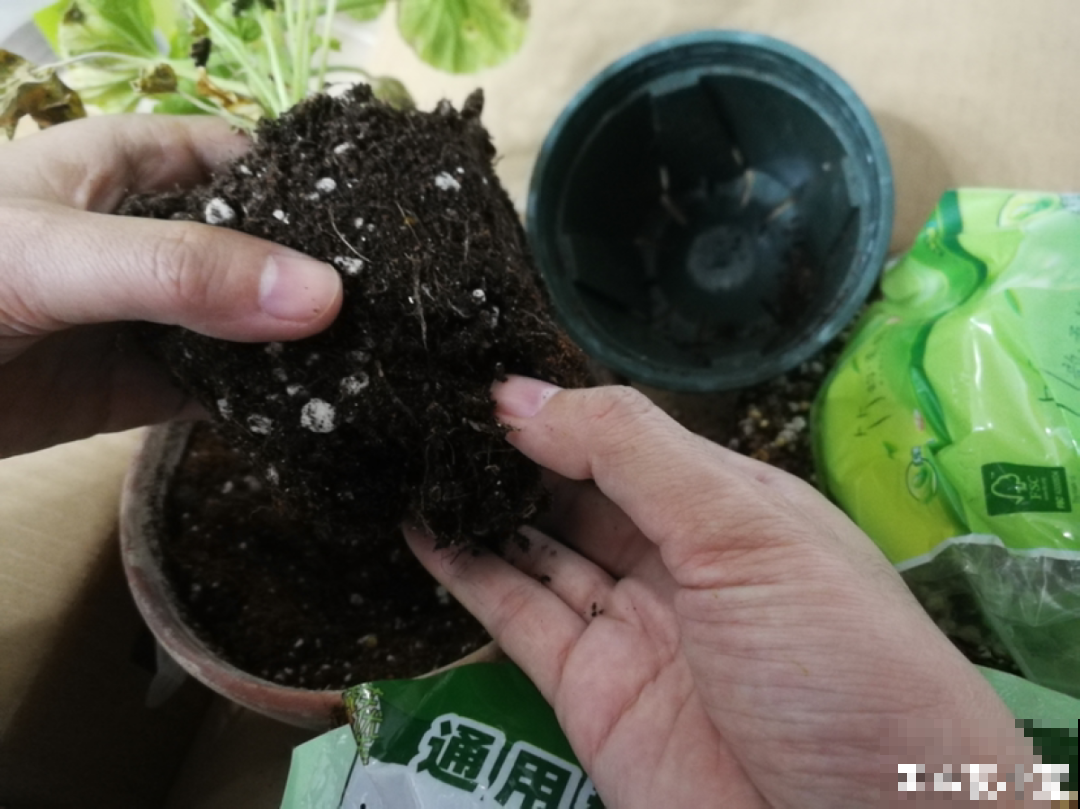 超详细的植物换土步骤,保姆级教程,实用的很 超详细的植物换土步骤,保姆级教程,实用的很