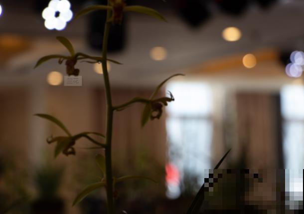 兰花烂根不要急，学会这5步，轻松解决烂根问题