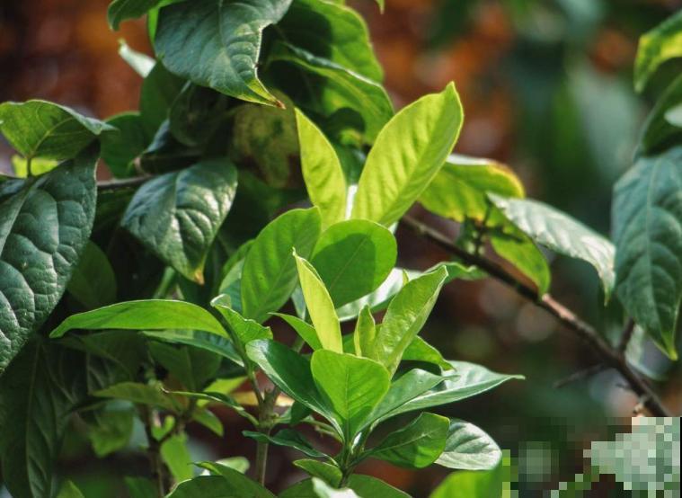 栀子花黄叶掉叶，赶紧给它喂口“醋”，呼呼长出嫩叶