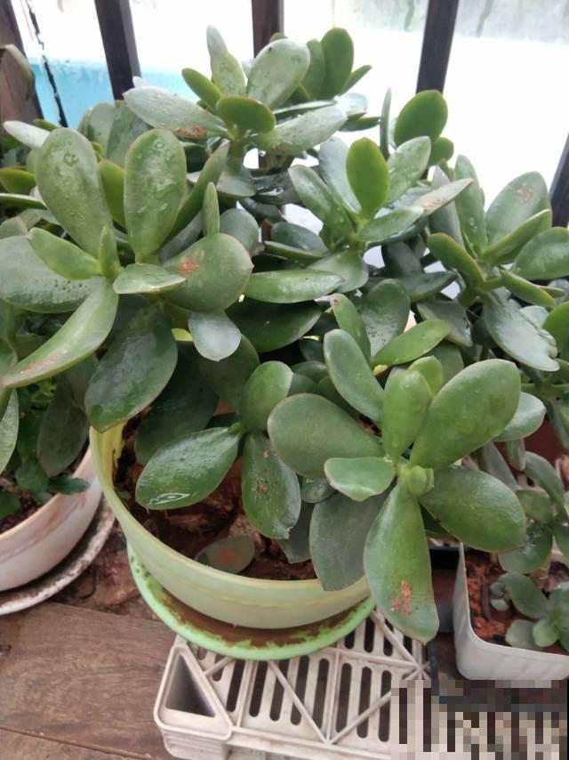 5种树适合养在家里，招财又进宝，好看又好养