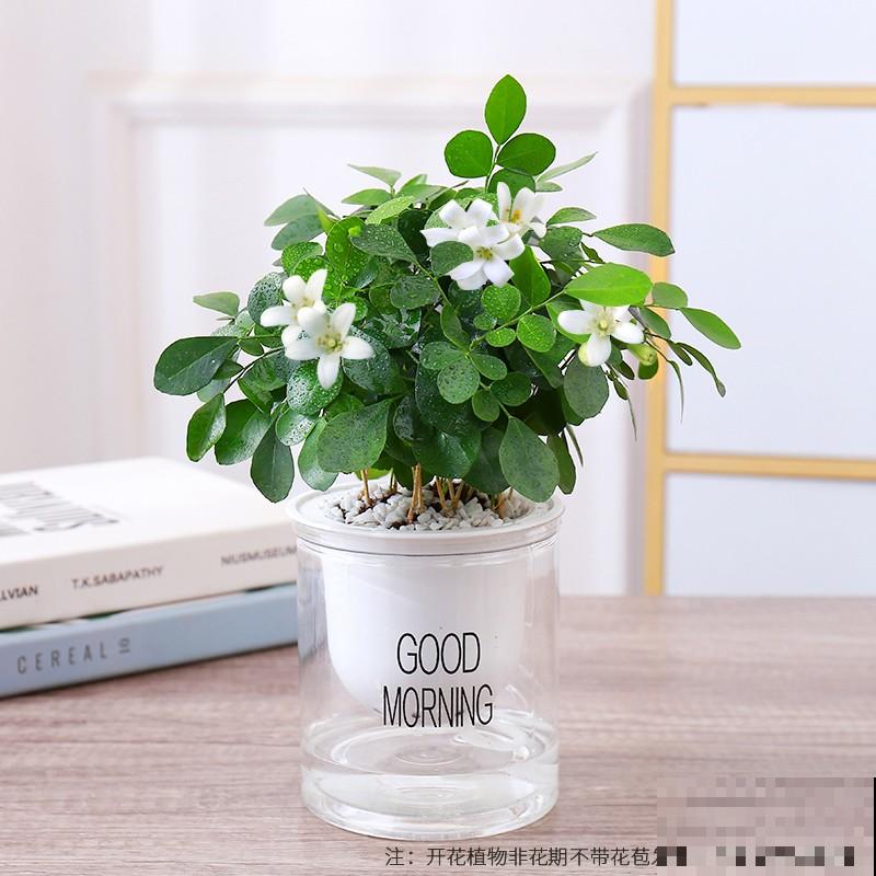 黄金虎皮兰要想黄腾腾,注意这4点,颜色更好看 黄金虎皮兰要想黄腾腾,注意这4点,颜色更好看