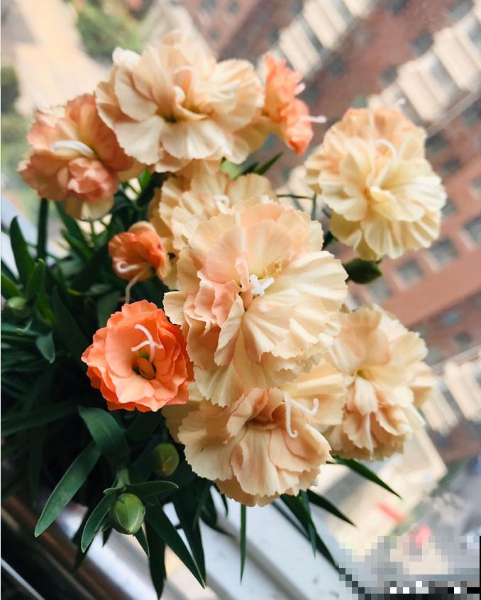 1种花满盆花苞,春天养正好,爆盆很容易 1种花满盆花苞,春天养正好,爆盆很容易