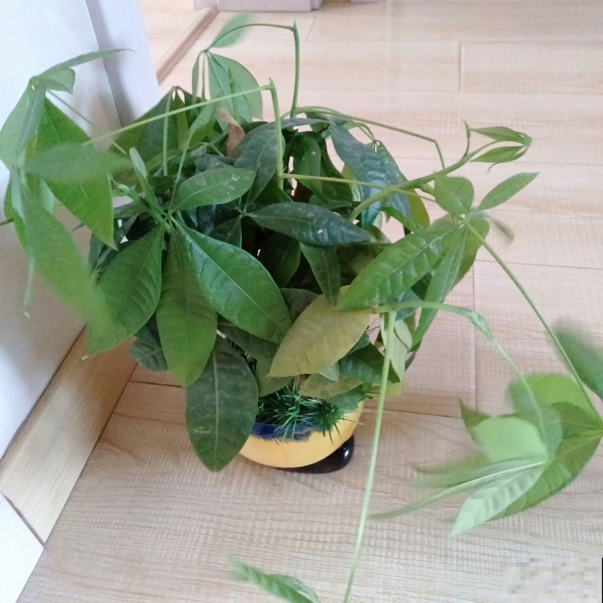 养花不能太勤快,3种花懒人养最好,越勤快养得越差 养花不能太勤快,3种花懒人养最好,越勤快养得越差