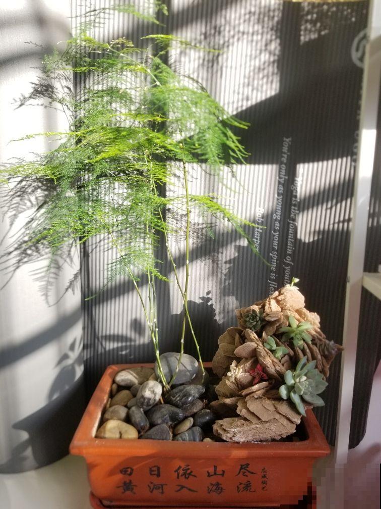 文竹有“3怕”,避开了不用担心黄叶,养在家里有面子 文竹有“3怕”,避开了不用担心黄叶,养在家里有面子