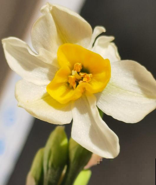 最能代表女人的4种花,千姿百态,哪种最符合你? 最能代表女人的4种花,千姿百态,哪种最符合你?