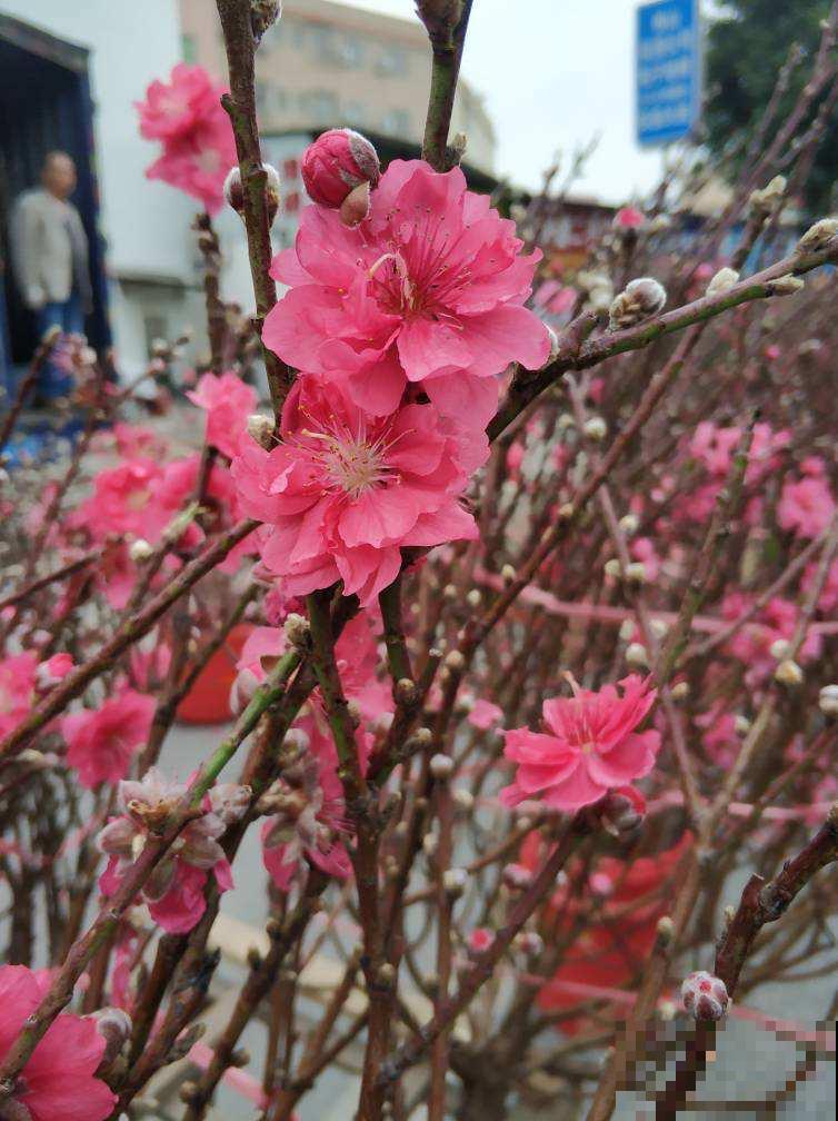 4种生长在路边的美花，春天呼呼开，堪比选美大赛