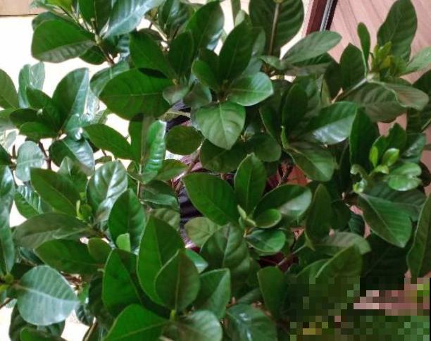 大叶栀子花在室内养护，这5点需谨记，叶子呼呼长