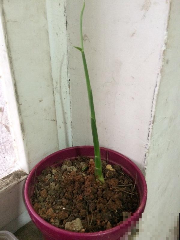 生姜别再花钱买,教你阳台盆栽,种一棵结一盆 生姜别再花钱买,教你阳台盆栽,种一棵结一盆