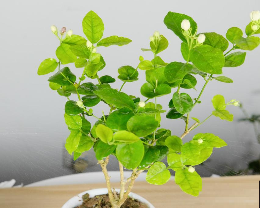 茉莉花开花就掉，可能和这4点有关，养护注意好不再犯