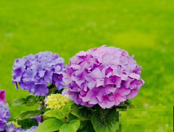 绣球花粉色变绿色，是一种返祖现象，多晒阳光就能恢复