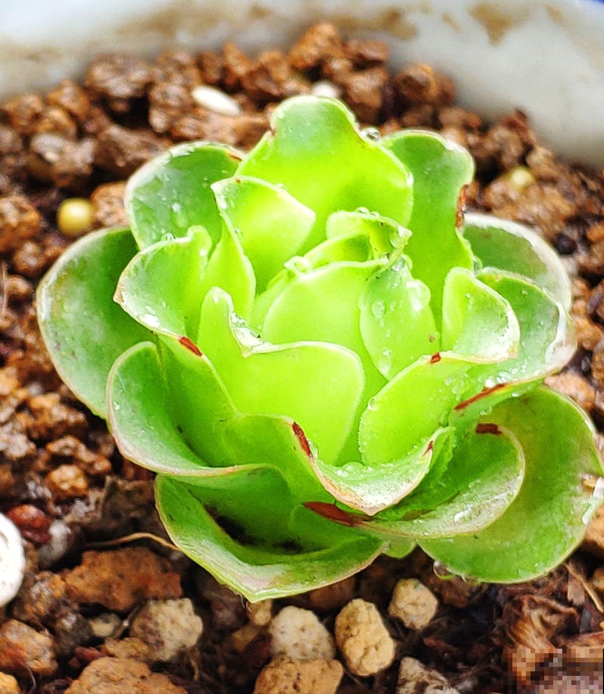 养花时，浇水方法很重要，7个禁忌要规避