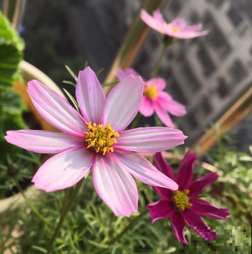 春天种菊花，种类多的数不清，随便浇水就爆盆