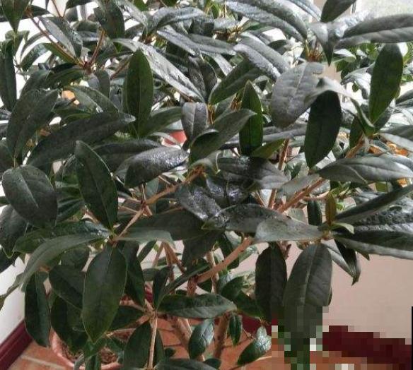 月桂养殖注意这4点，长势好，开花多