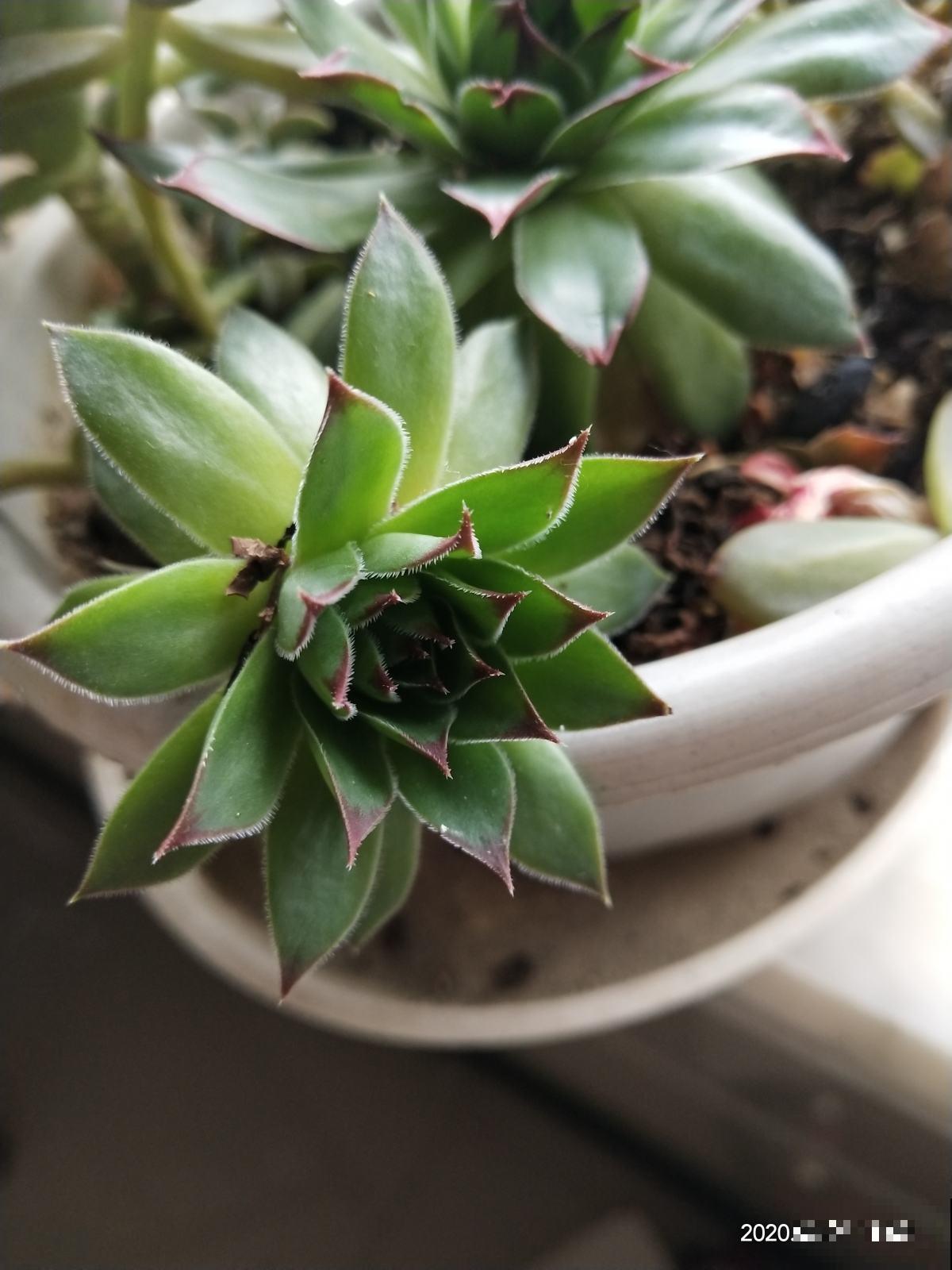 6种“漂亮花”爆崽能力超强，一年能分株多盆，长得家里装不下