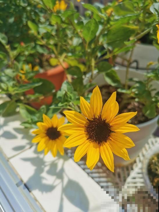 最能代表女人的4种花,千姿百态,哪种最符合你? 最能代表女人的4种花,千姿百态,哪种最符合你?