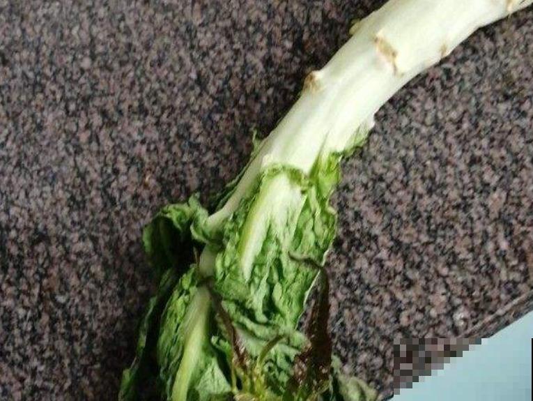 种植莴苣注意这4点，轻松长好，在家也能种菜