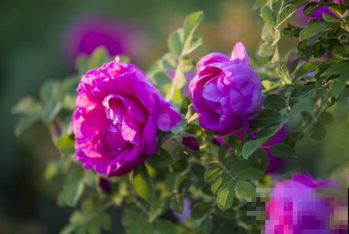 代表爱意的玫瑰花，在家种一些，开花好看送人有诚意