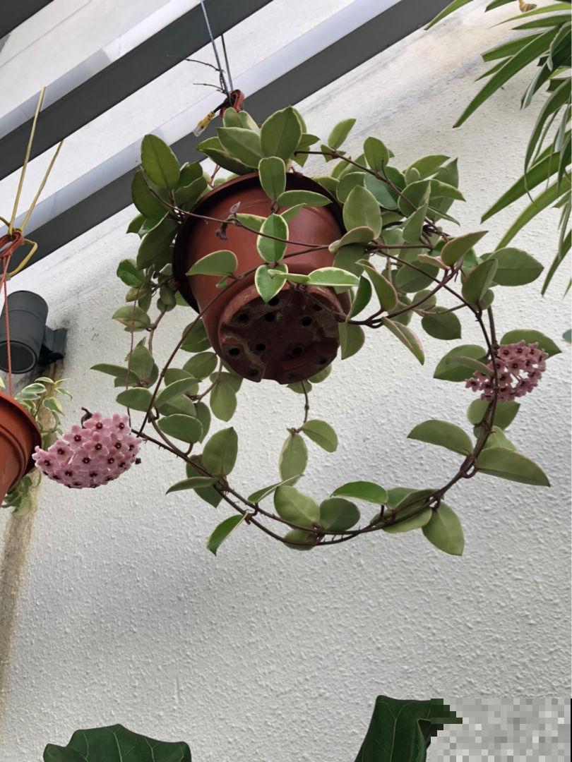 3种花命特硬，轻易养不死，养着养着变老桩