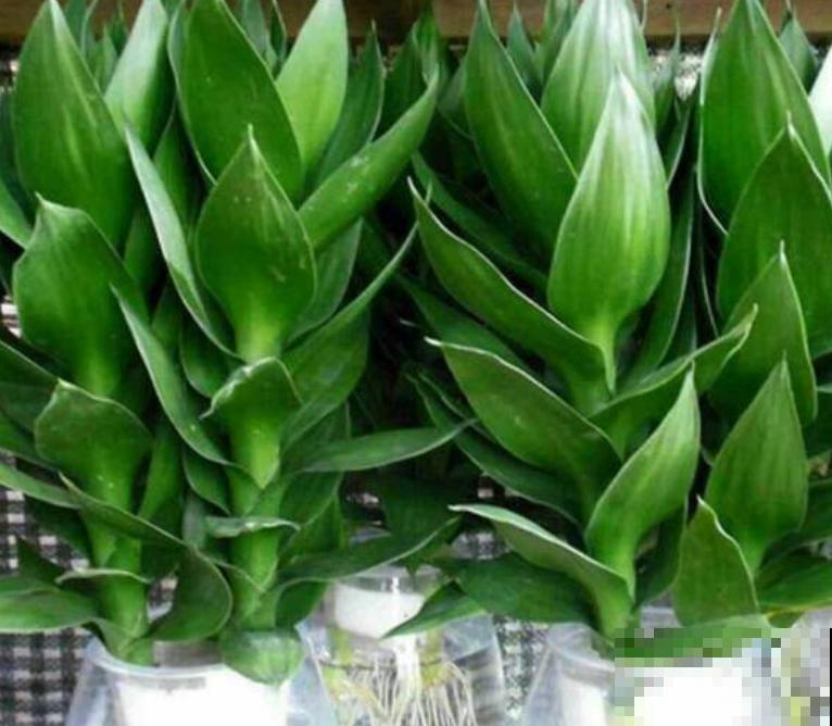 家里养盆观音竹，注意这四步，轻松进行扦插繁殖