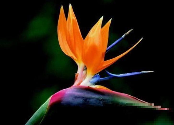 天堂鸟长太高,赶紧掐尖,株型更加饱满 天堂鸟长太高,赶紧掐尖,株型更加饱满